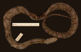 Image of False Fer-de-lance