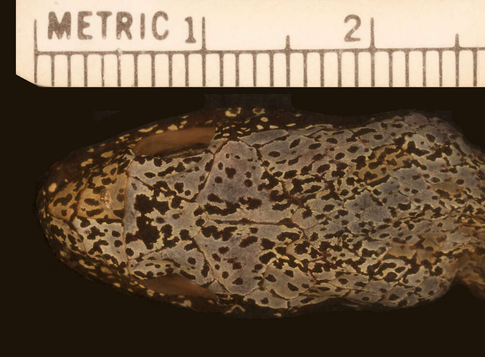 Image of False Fer-de-lance