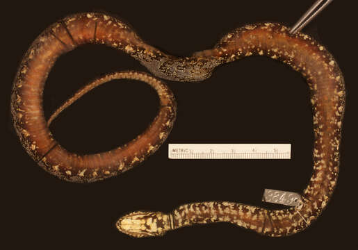 Image of False Fer-de-lance