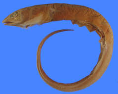 Image of Margintail Conger