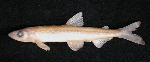 Image of Rainbow Smelt