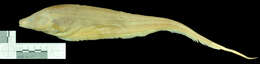 Image of Sternopygus arenatus (Eydoux & Souleyet 1850)