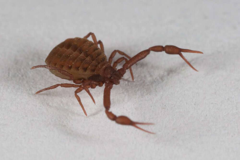 Pseudogarypus bicornis (Banks 1895) resmi