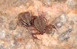 Pseudogarypus bicornis (Banks 1895) resmi