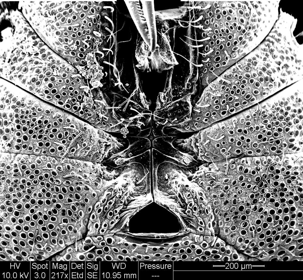 Image of Aoraki inerma Forster 1948