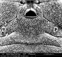 Image of Aoraki inerma Forster 1948