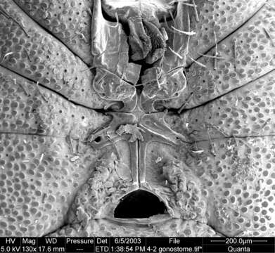 Image of Aoraki inerma Forster 1948