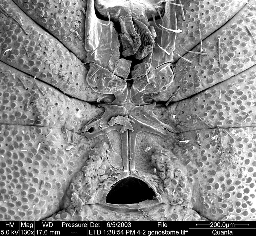 Image of Aoraki inerma Forster 1948