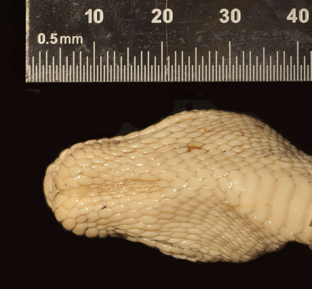 Image of Corallus hortulanus (Linnaeus 1758)