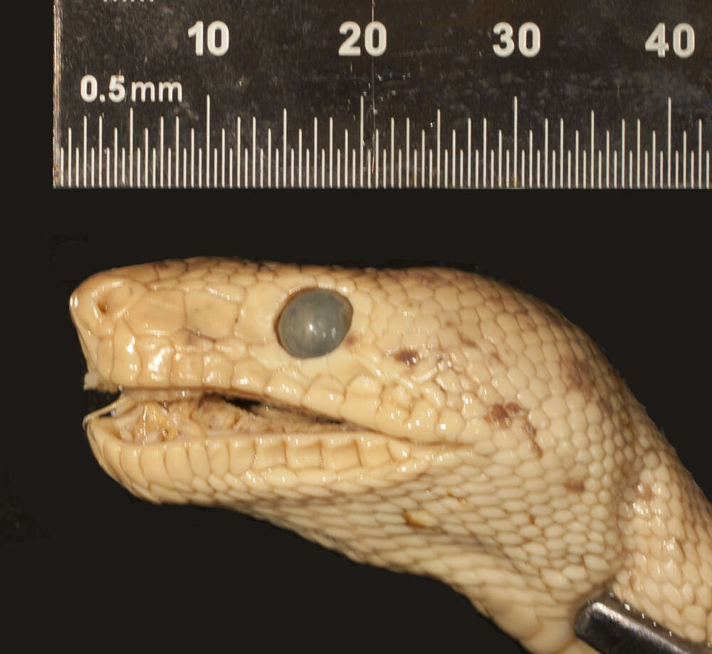 Image of Corallus hortulanus (Linnaeus 1758)