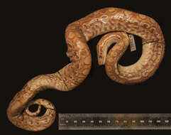 Image of Brown Rainbow Boa