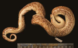 Image of Brown Rainbow Boa