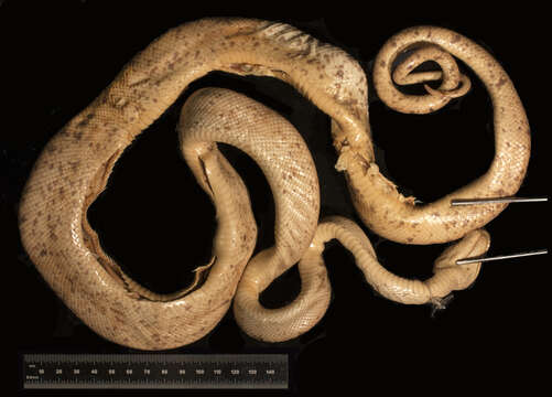 Image of Amazon Tree Boa