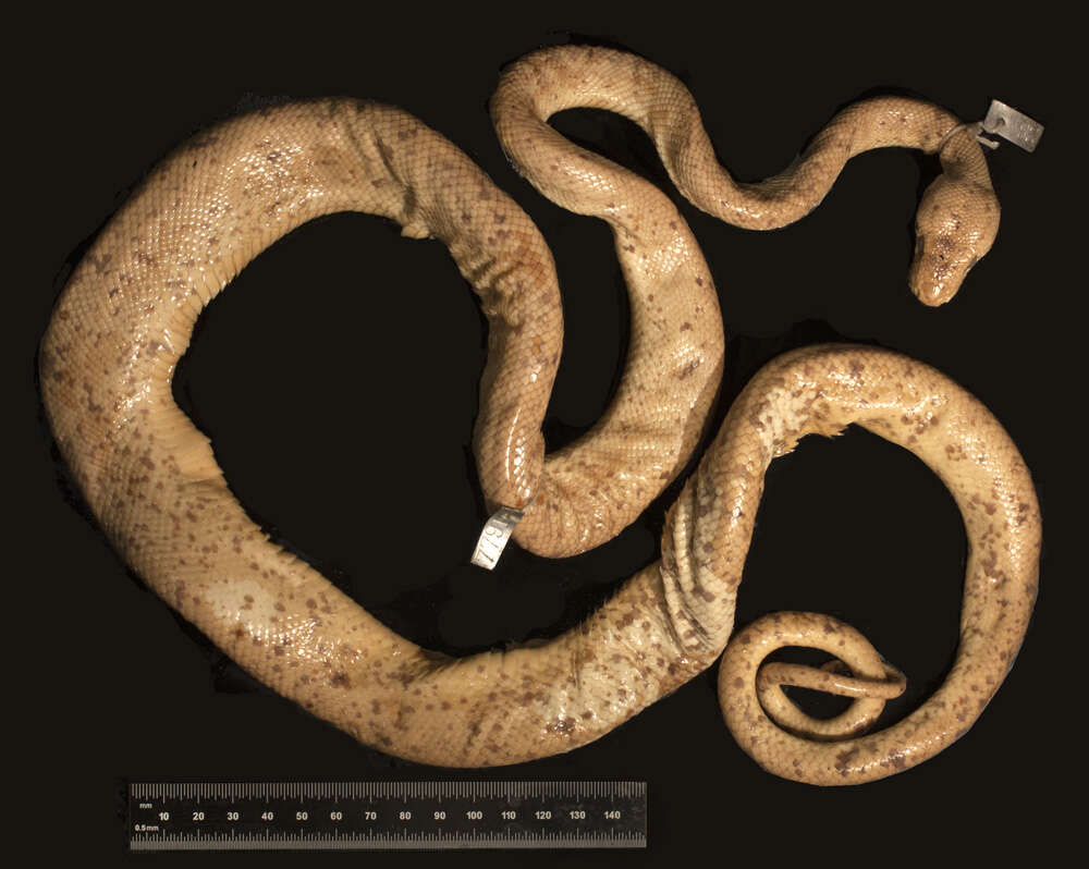 Image of Corallus hortulanus (Linnaeus 1758)