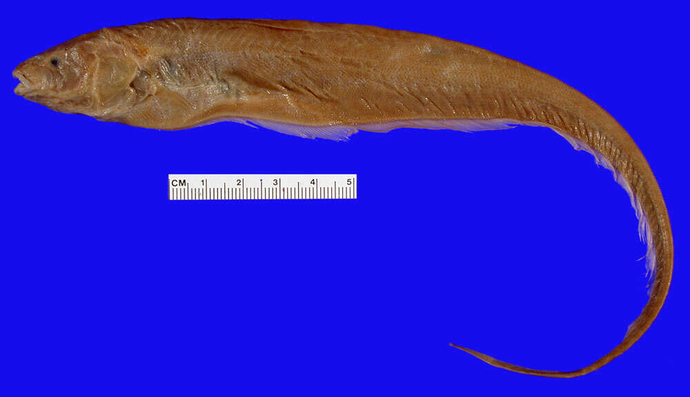 Image of Sternopygus