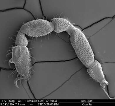 Image of Aoraki denticulata Forster 1948