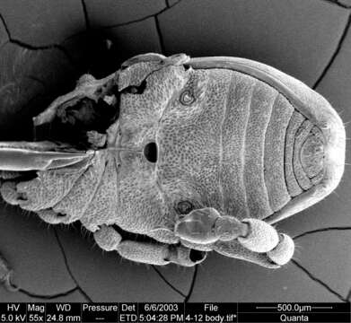 Image of Aoraki denticulata Forster 1948