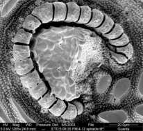 Image of Aoraki denticulata Forster 1948