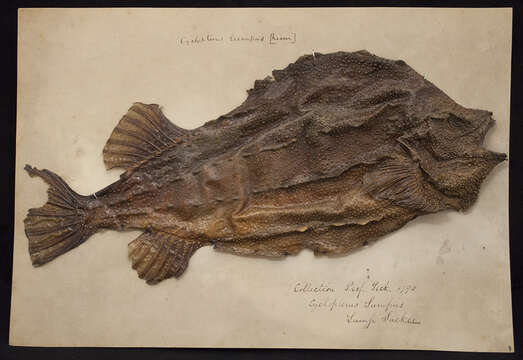 Image of Cyclopterus