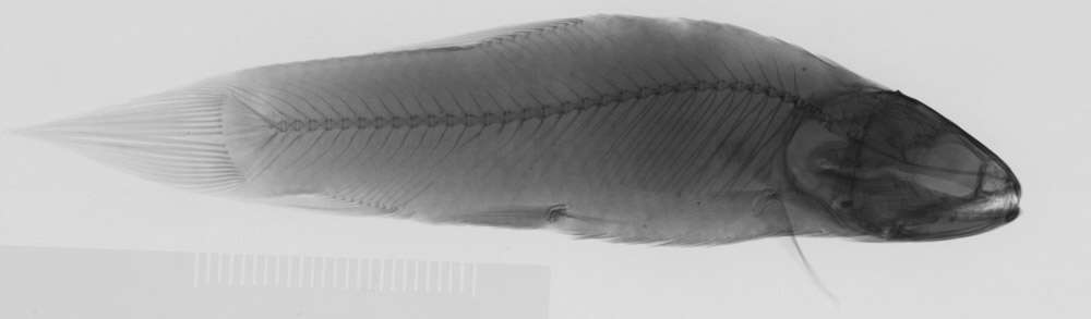 Image of Erythrinus kessleri Steindachner 1877