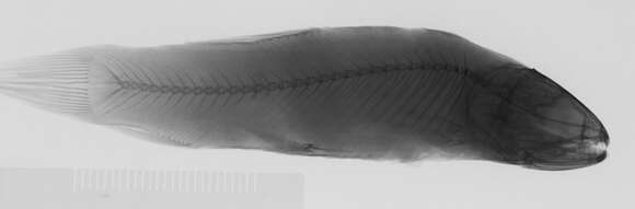 Image of Erythrinus kessleri Steindachner 1877