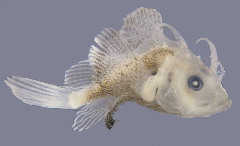 Image of Goosefish