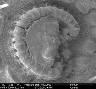 Image of <i>Aoraki denticulata major</i>