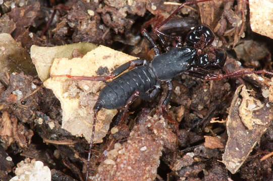 Image of Thelyphonellus Pocock 1894