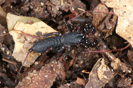 Image of Thelyphonellus Pocock 1894