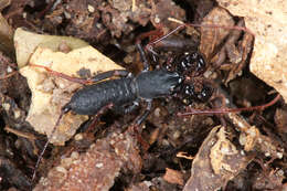 Image de Thelyphonellus Pocock 1894