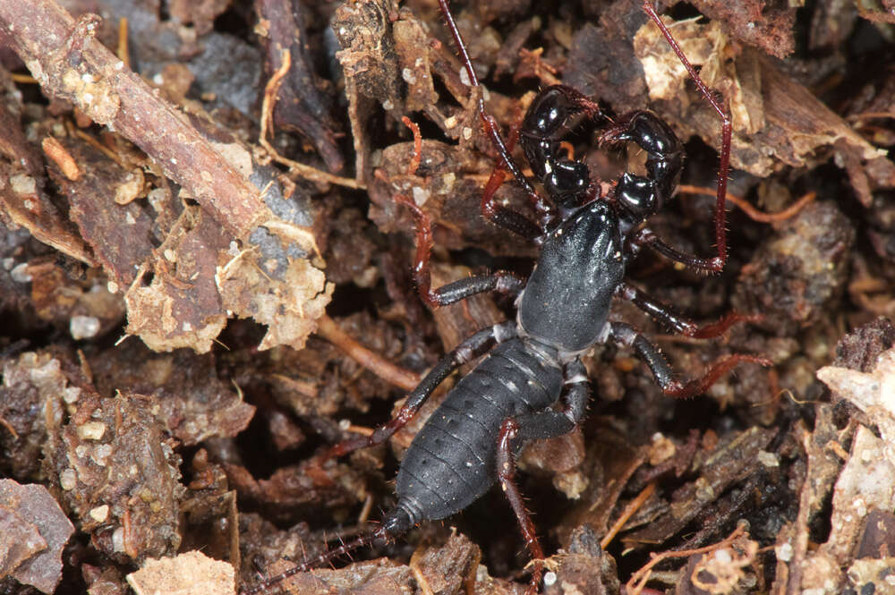 Image de Thelyphonellus Pocock 1894