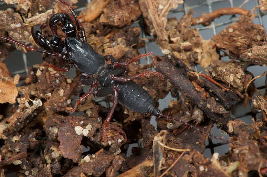 Image of Thelyphonellus Pocock 1894