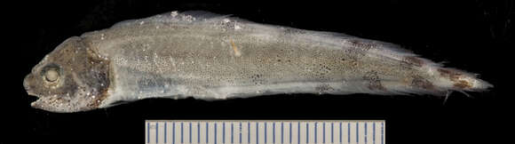 Image of Stripefin brotula