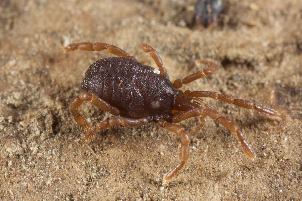 Image of Rakaia stewartiensis Forster 1948