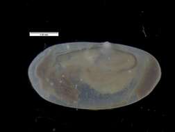 Silicula filatovae Allen & H. L. Sanders 1973的圖片