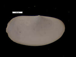 Image of Silicula filatovae Allen & H. L. Sanders 1973