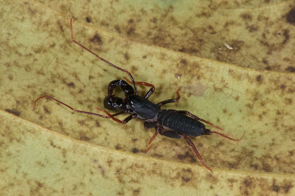 Image de Thelyphonellus Pocock 1894