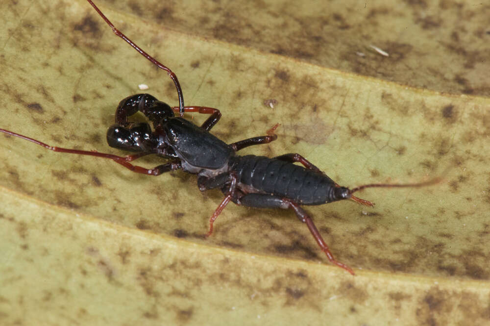 Image of Thelyphonellus Pocock 1894