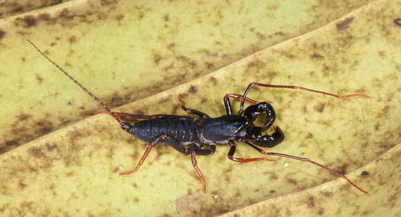 Image of Thelyphonellus Pocock 1894