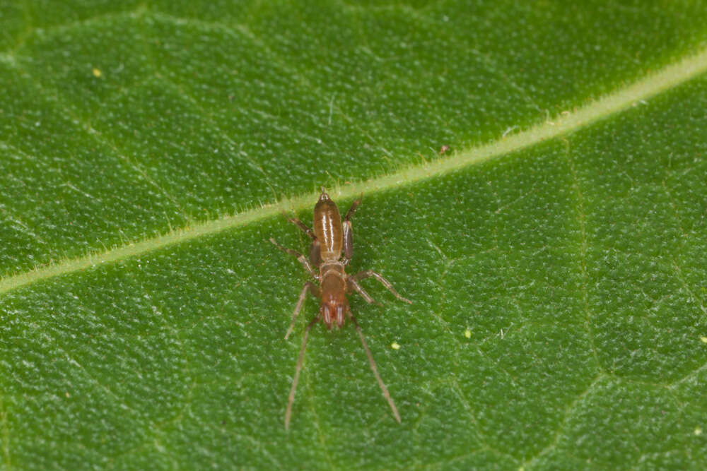 Image of shorttailed whipscorpions
