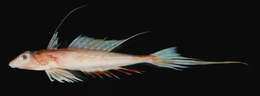 Image of Goode and Bean’s dragonet