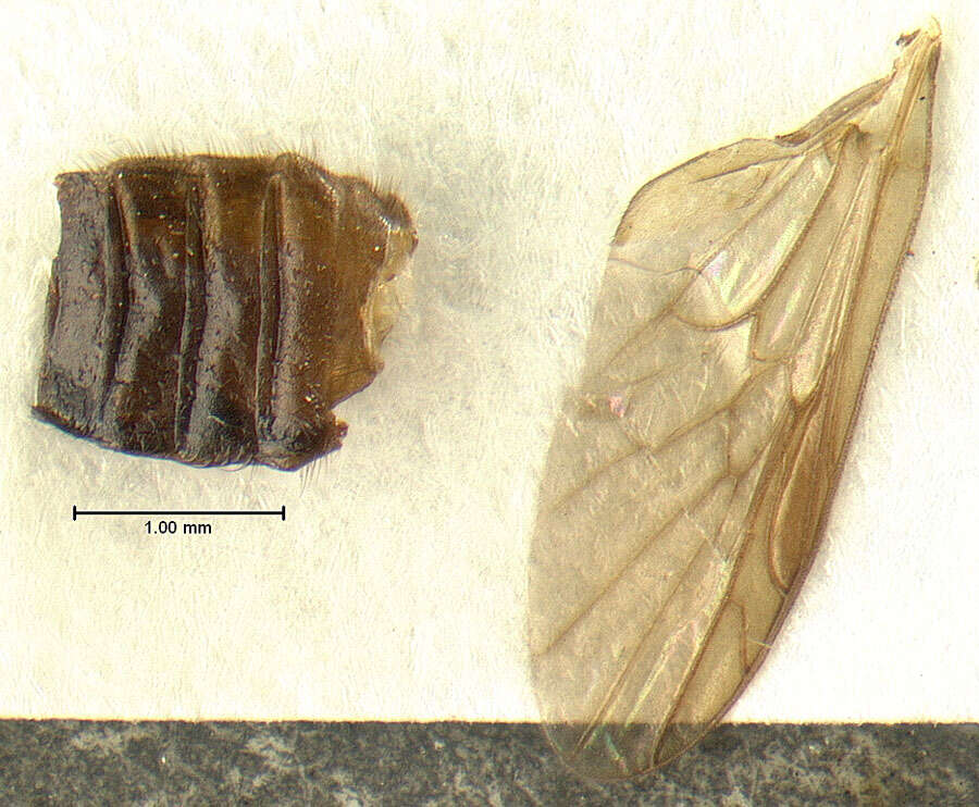 Image of Allognosta brevicornis Johnson 1923