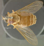 صورة Stonemyia isabellina (Wiedemann 1828)