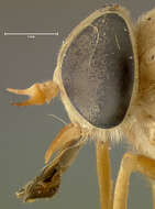 صورة Stonemyia isabellina (Wiedemann 1828)