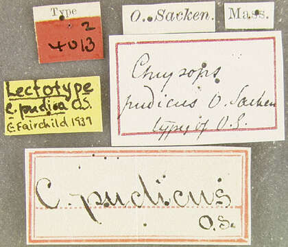 Image of Chrysops pudicus Osten Sacken 1875