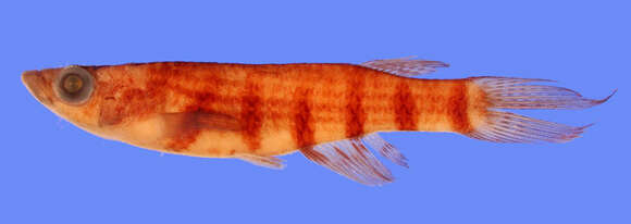 Image of Epiplatys phoeniceps Huber 1980