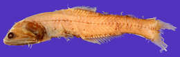 Image of Nannobrachium phyllisae Zahuranec 2000