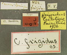 Image of Chrysops frigidus Osten Sacken 1875