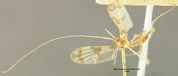 Image of Macrocera formosa Loew 1866