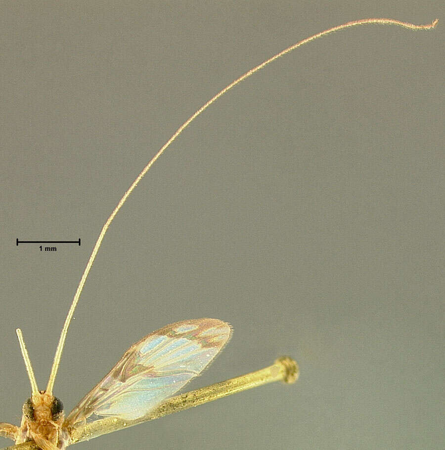 Image of Macrocera formosa Loew 1866